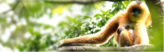长臂猿图片.png